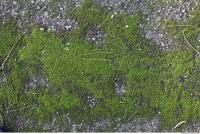 Photo Texture of Moss 0003